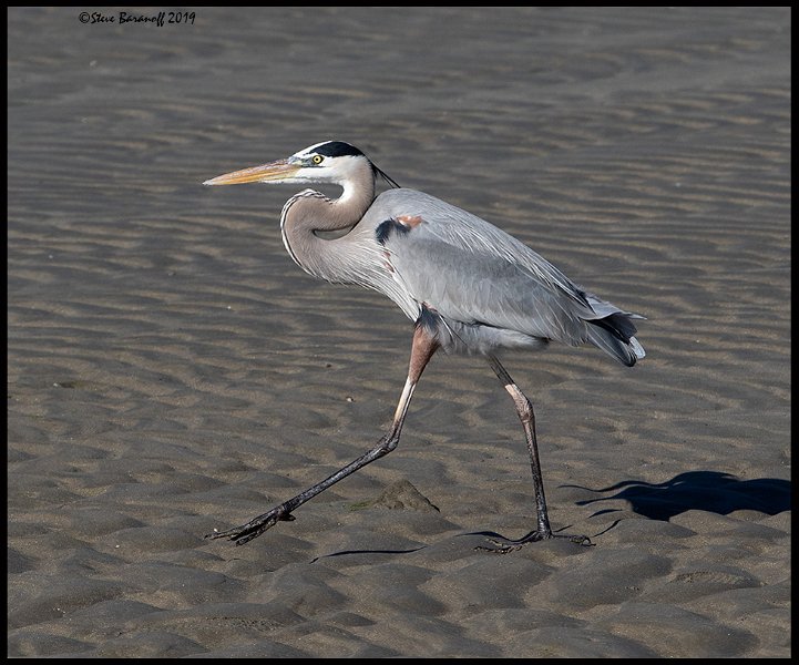 _9SB0468 great-blue heron.jpg